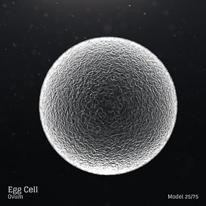 Egg Cell - Ovum