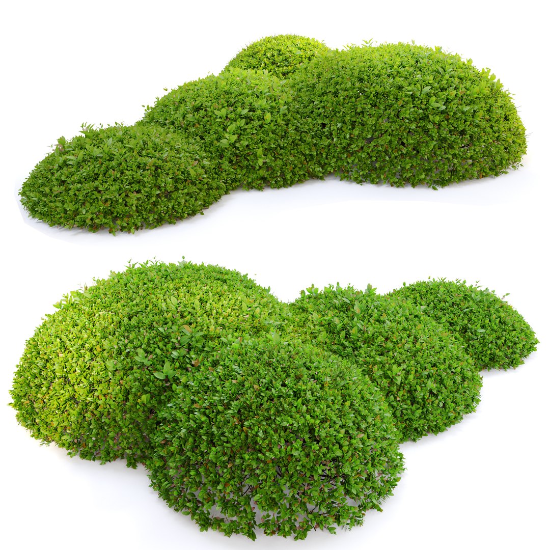 3D Green Ligustrum Model TurboSquid 1932749   Greenligustrum 