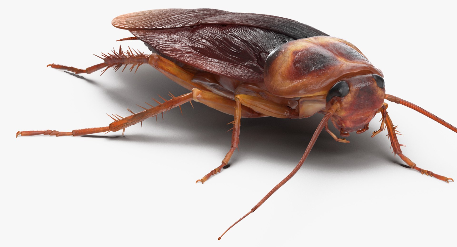 Cockroach Walking Pose 3D model preview