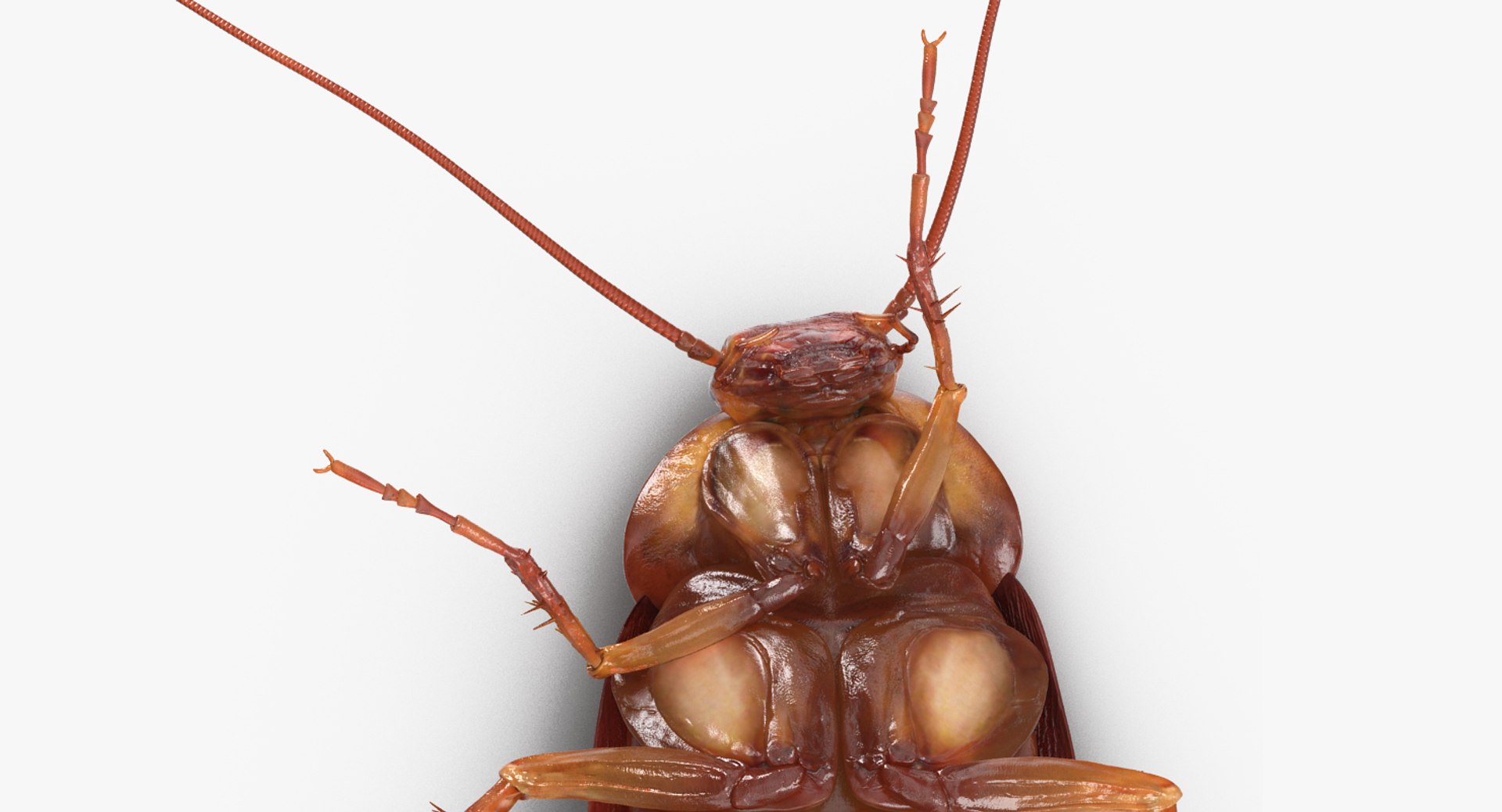 Cockroach Walking Pose 3D - TurboSquid 1195600