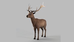 elk deer 3D model