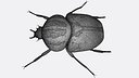 Goliath beetle
