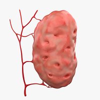Palatine tonsil