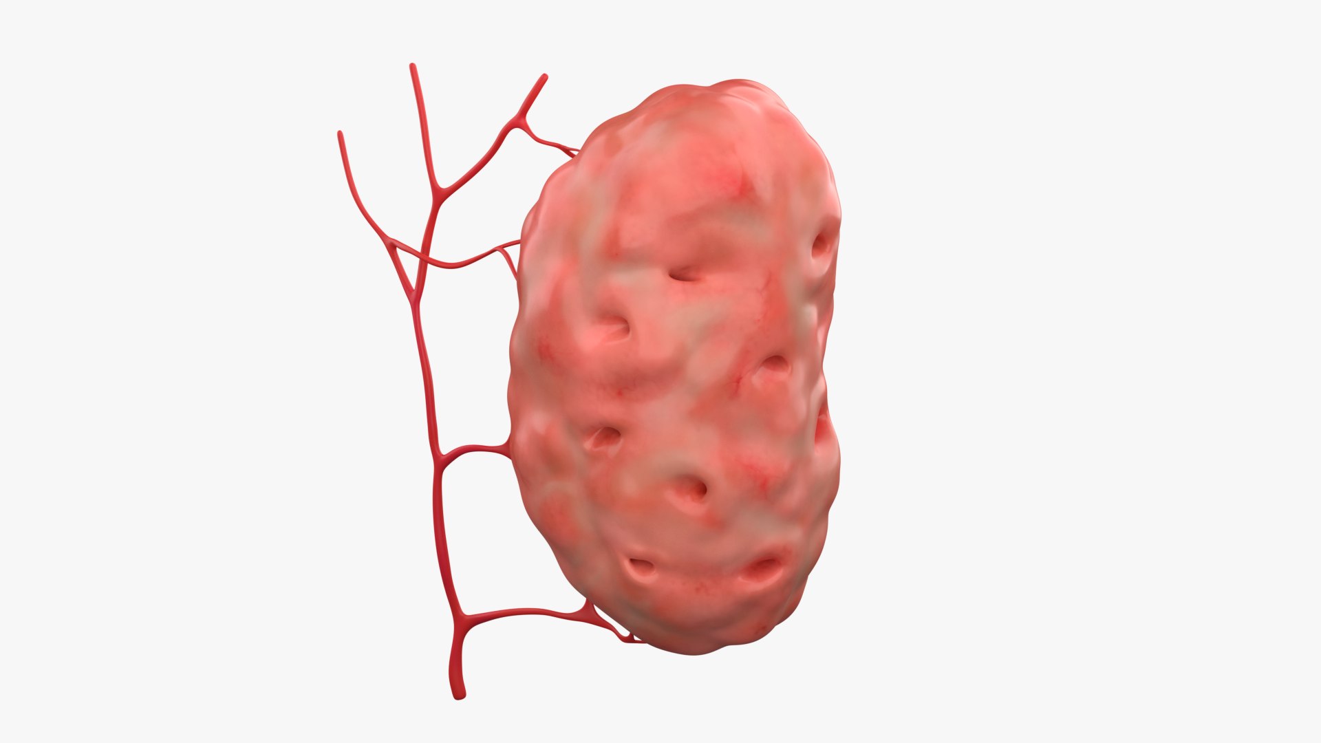 Palatine tonsil3Dモデル - TurboSquid 1933972