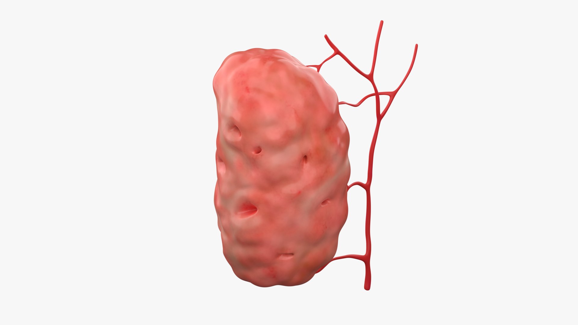 3d-palatine-tonsil-turbosquid-1933972