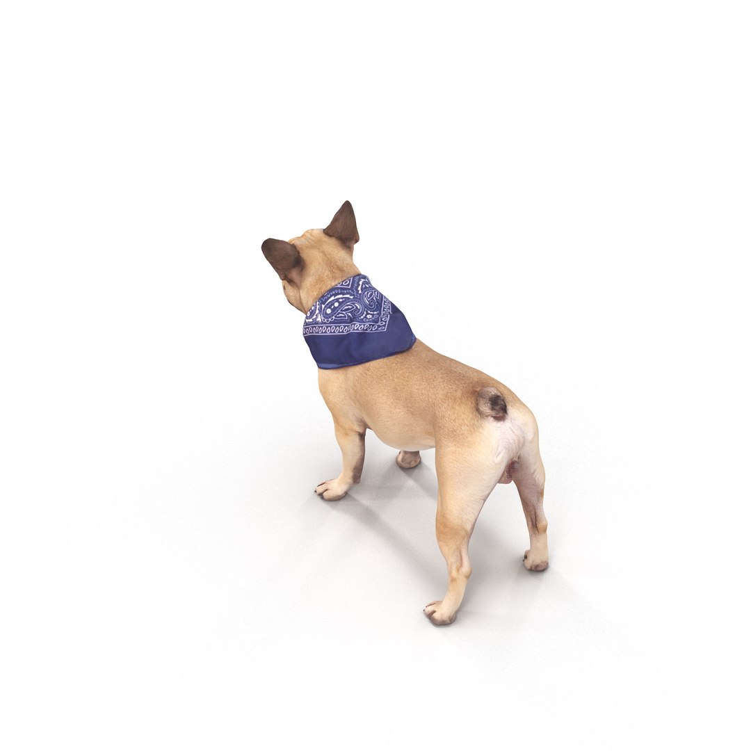 3D french bulldog https://p.turbosquid.com/ts-thumb/aS/uYkpm6/1iuyO6v1/00012/jpg/1502701783/1920x1080/fit_q87/5f8132267f8b588a299d74affd3552c39ef0aa43/00012.jpg