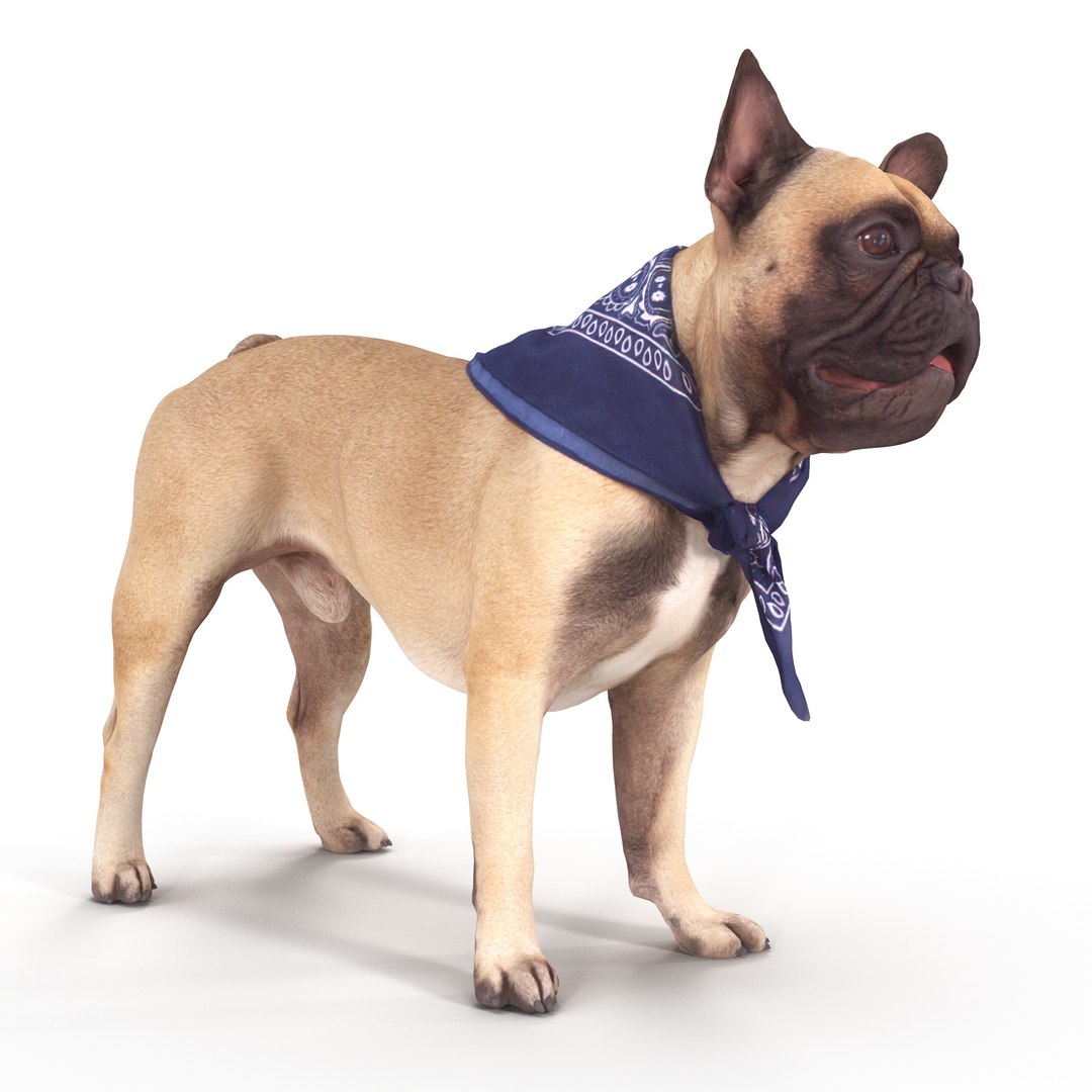 3D french bulldog https://p.turbosquid.com/ts-thumb/aS/uYkpm6/5cCMUfkm/00009/jpg/1502701783/1920x1080/fit_q87/422522e5791dd0e21426c6942e5ad43990f1a913/00009.jpg