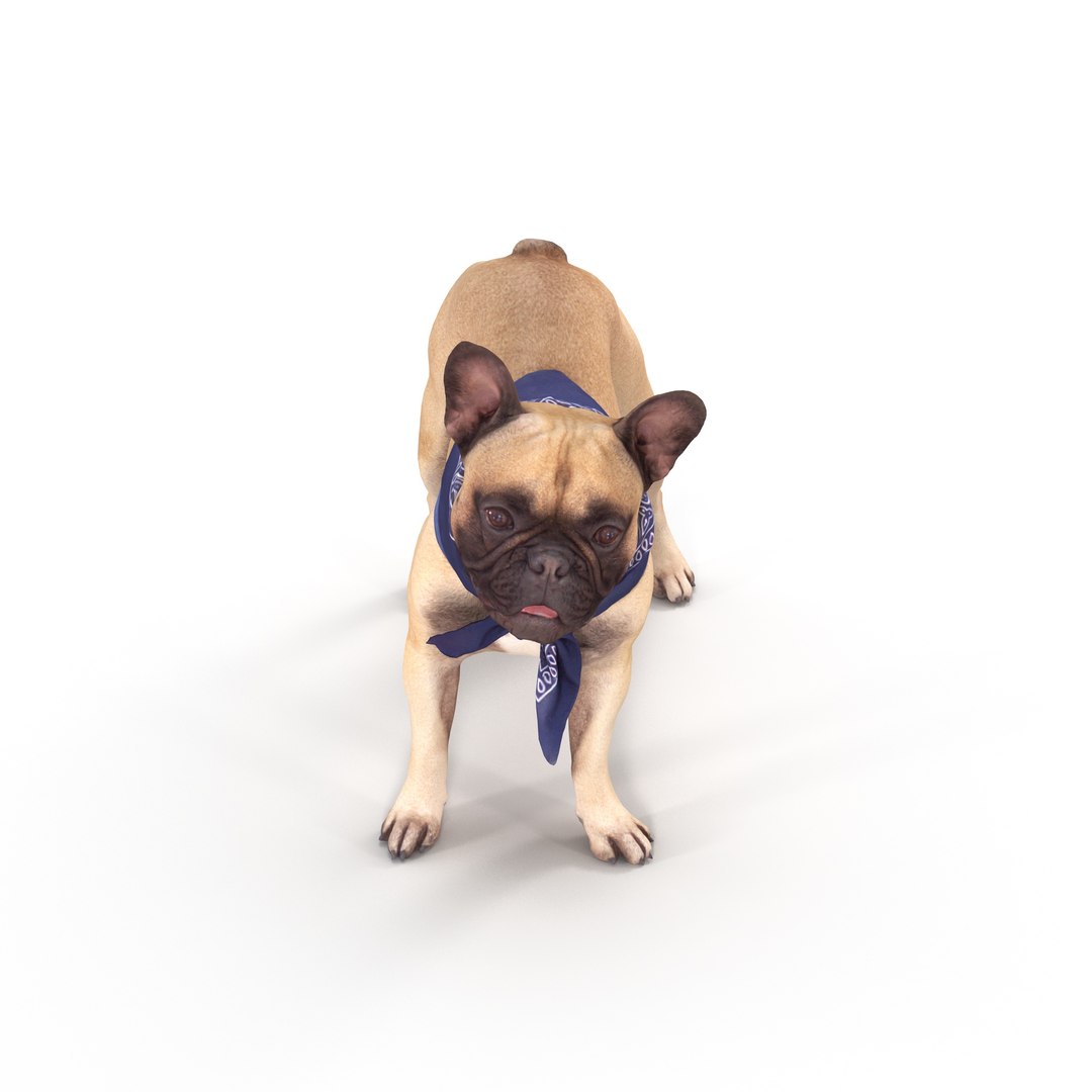 3D french bulldog https://p.turbosquid.com/ts-thumb/aS/uYkpm6/5mmkz5So/00003/jpg/1502701782/1920x1080/fit_q87/036b96249f8c2cc8678464dbeb79cdb8e7f511eb/00003.jpg
