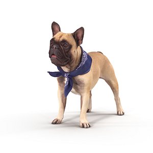 3D french bulldog