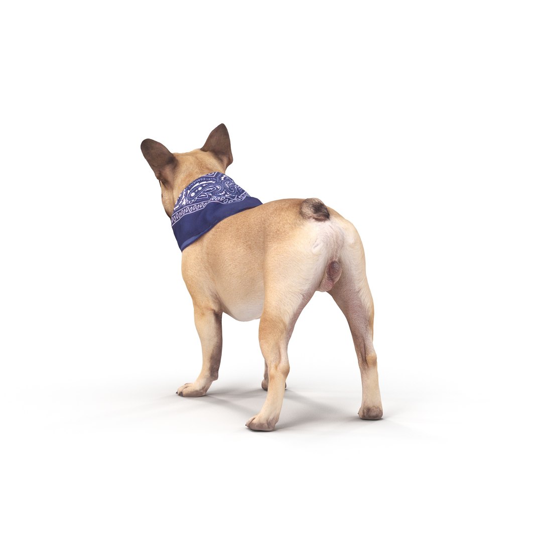 3D french bulldog https://p.turbosquid.com/ts-thumb/aS/uYkpm6/Ippn5xwK/00005/jpg/1502701782/1920x1080/fit_q87/52859839563d3be03909f9a01321fd56e0bce9e5/00005.jpg