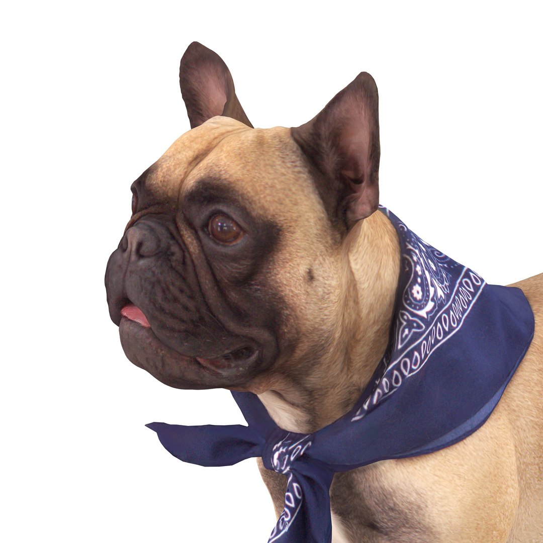 3D french bulldog https://p.turbosquid.com/ts-thumb/aS/uYkpm6/JBVM5UTG/00004/jpg/1502701782/1920x1080/fit_q87/c21b74e5dccafefd3b713bb183b3415f436d556a/00004.jpg