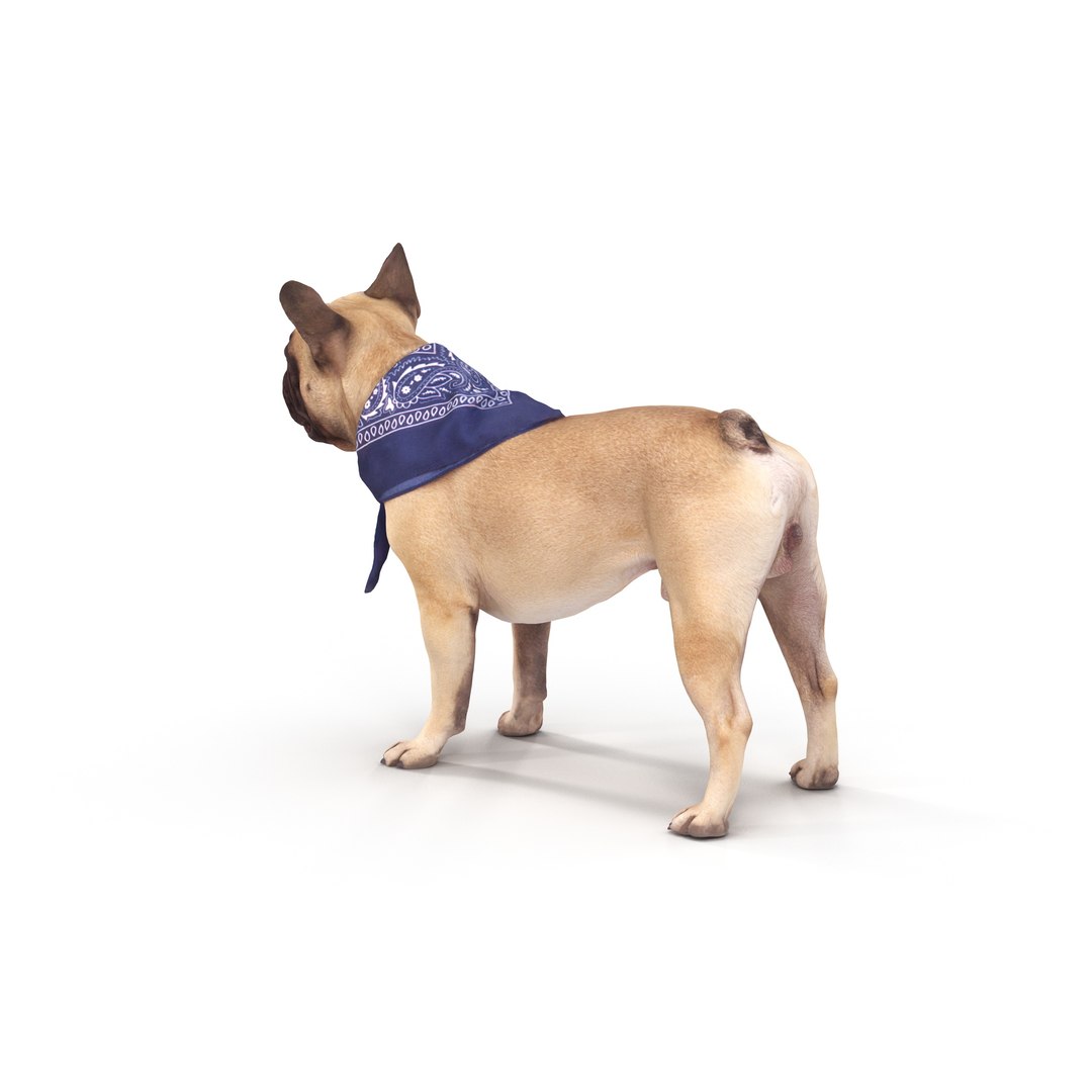 3D french bulldog https://p.turbosquid.com/ts-thumb/aS/uYkpm6/LSylcv8U/00006/jpg/1502701783/1920x1080/fit_q87/da0611b740b9ecea3d29a3c3d96029cf541e3a51/00006.jpg