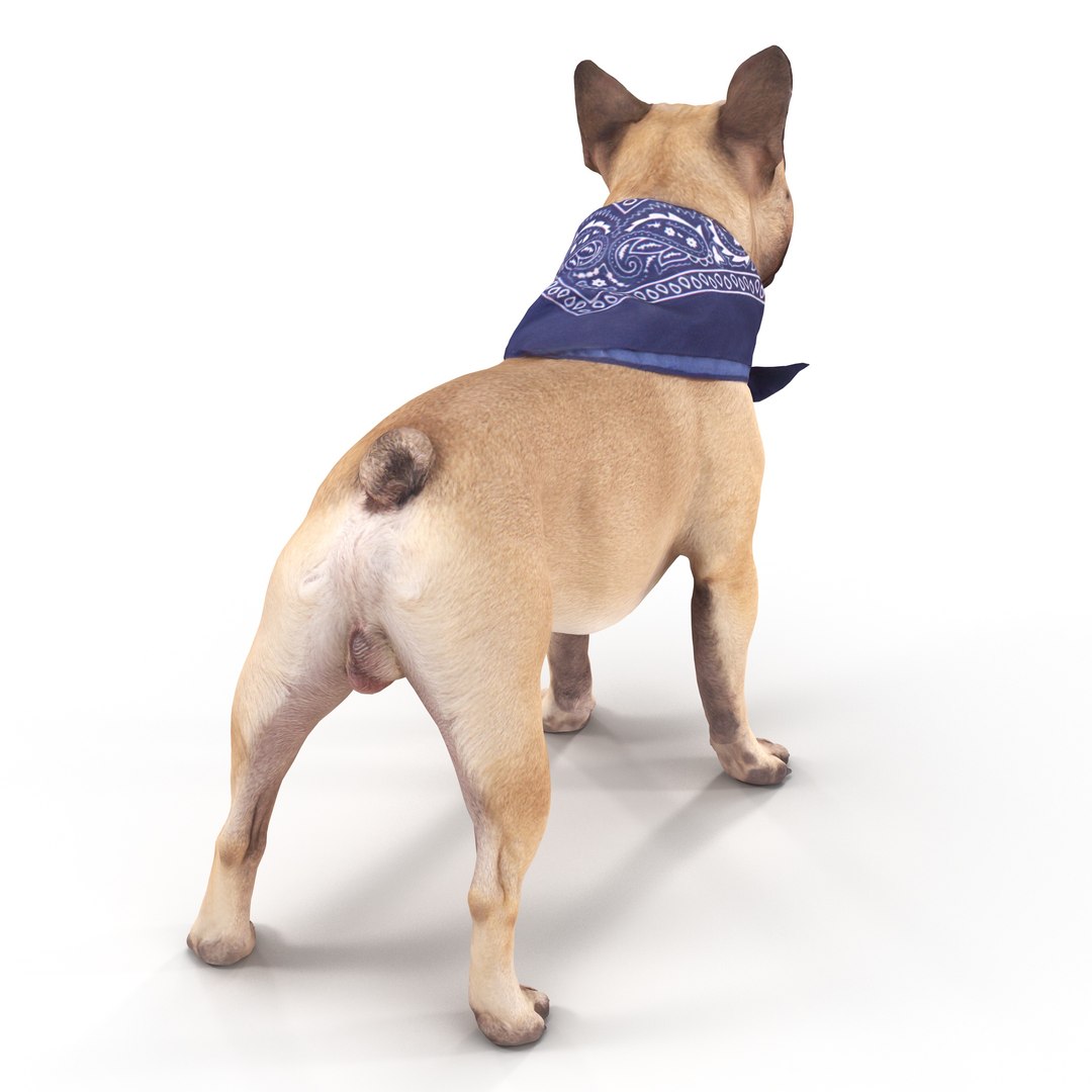 3D french bulldog https://p.turbosquid.com/ts-thumb/aS/uYkpm6/TeVN8YbJ/00007/jpg/1502701783/1920x1080/fit_q87/7584daa3c39191c1d460894f454ee8ce0b3720fd/00007.jpg