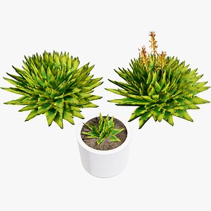 Detailed Spiral Aloe 3D Model