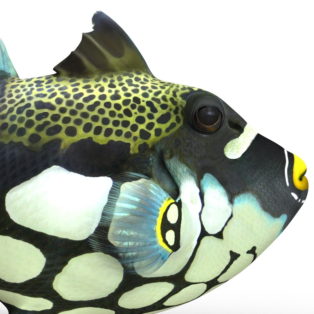 3d model clown trigger fish rigged