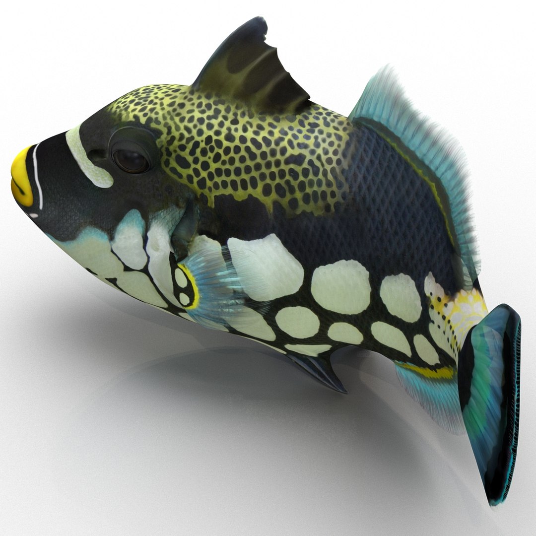 3d model clown trigger fish rigged