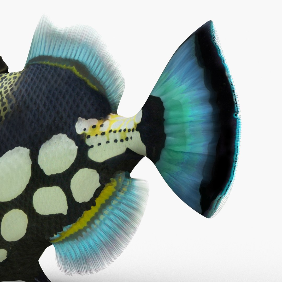 3d model clown trigger fish rigged