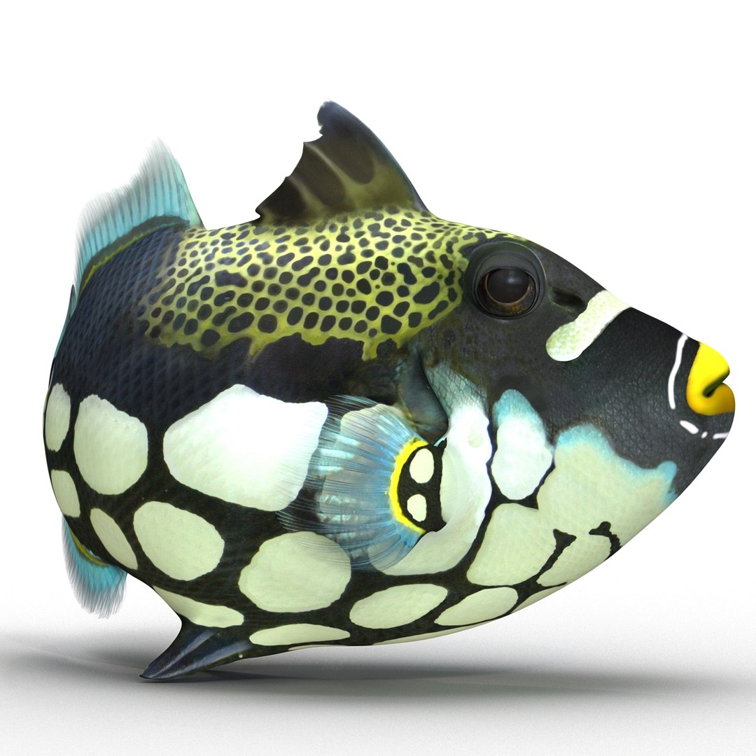 3d model clown trigger fish rigged