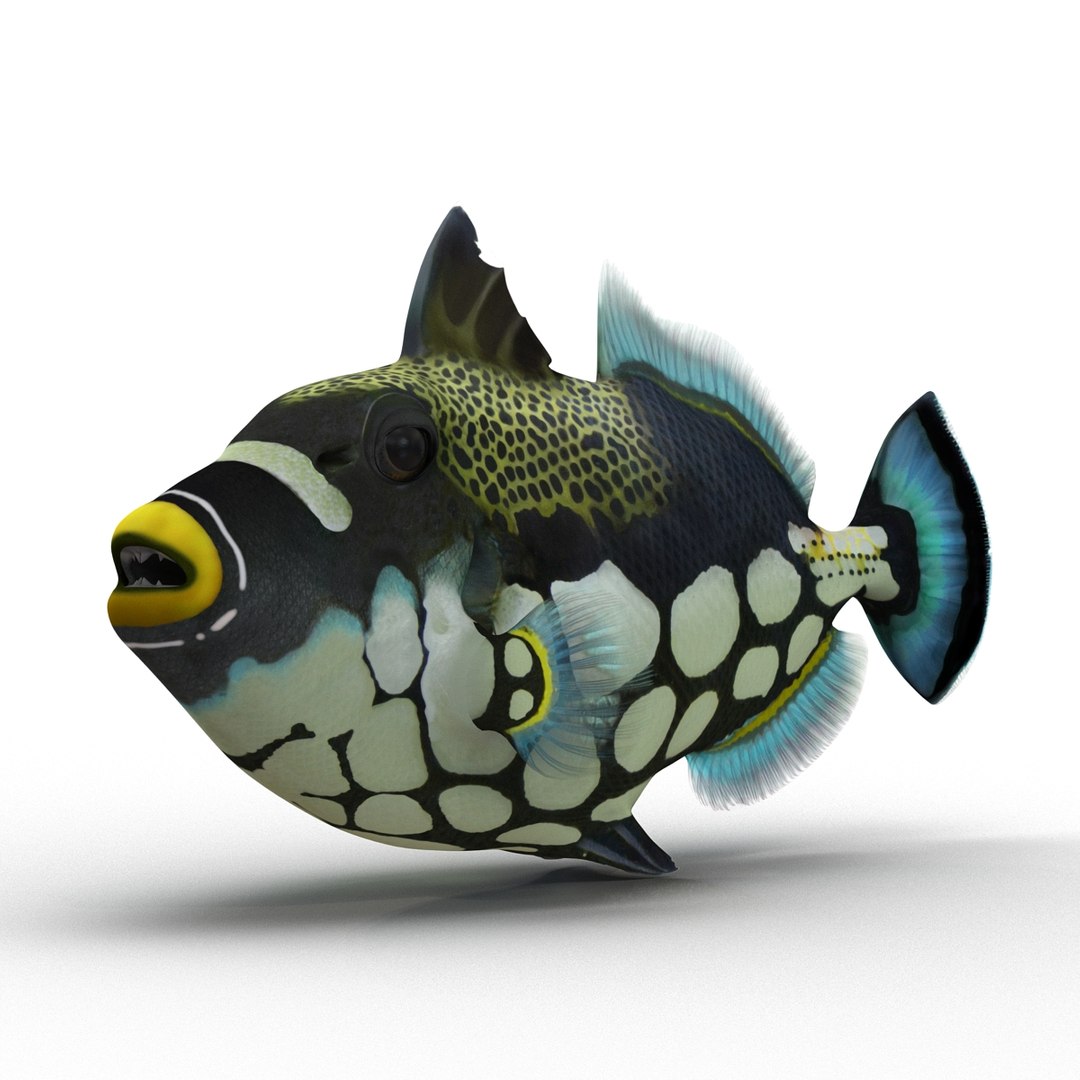 3d model clown trigger fish rigged