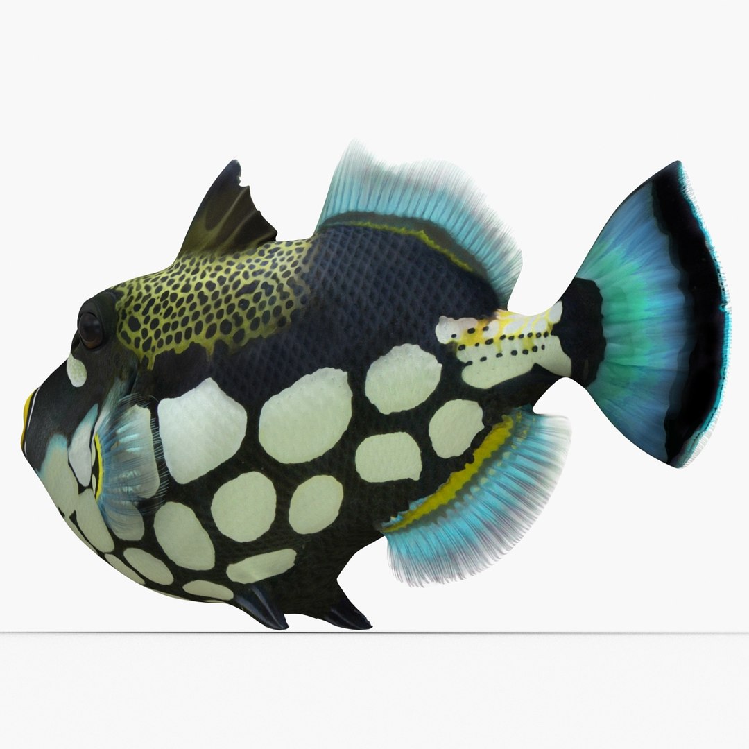 3d model clown trigger fish rigged