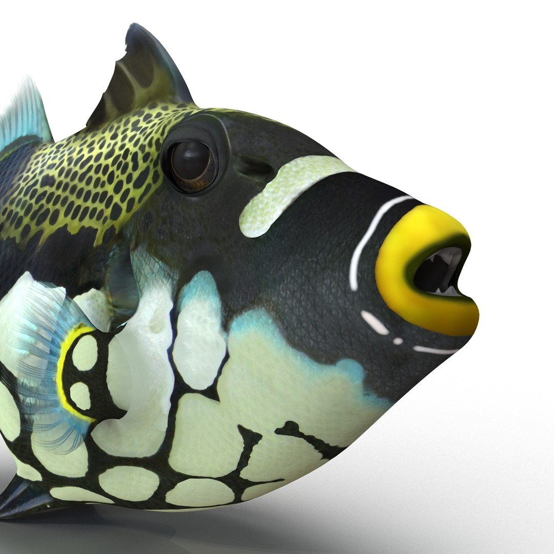 3d model clown trigger fish rigged