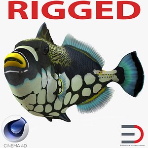 3d model clown trigger fish rigged
