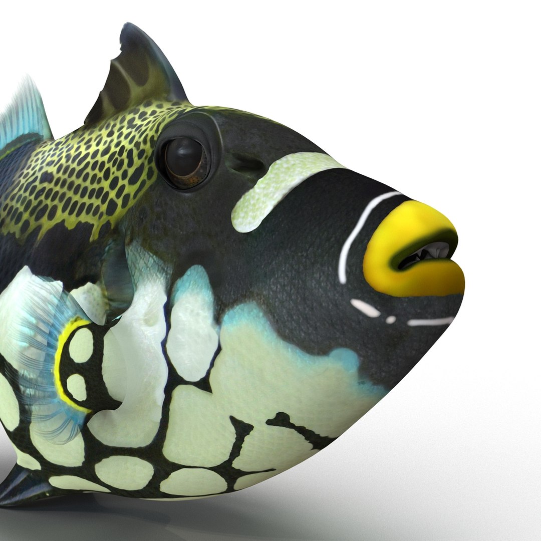 3d model clown trigger fish rigged