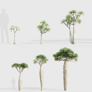 Pachypodium geayi Madagascar Palm 3D model