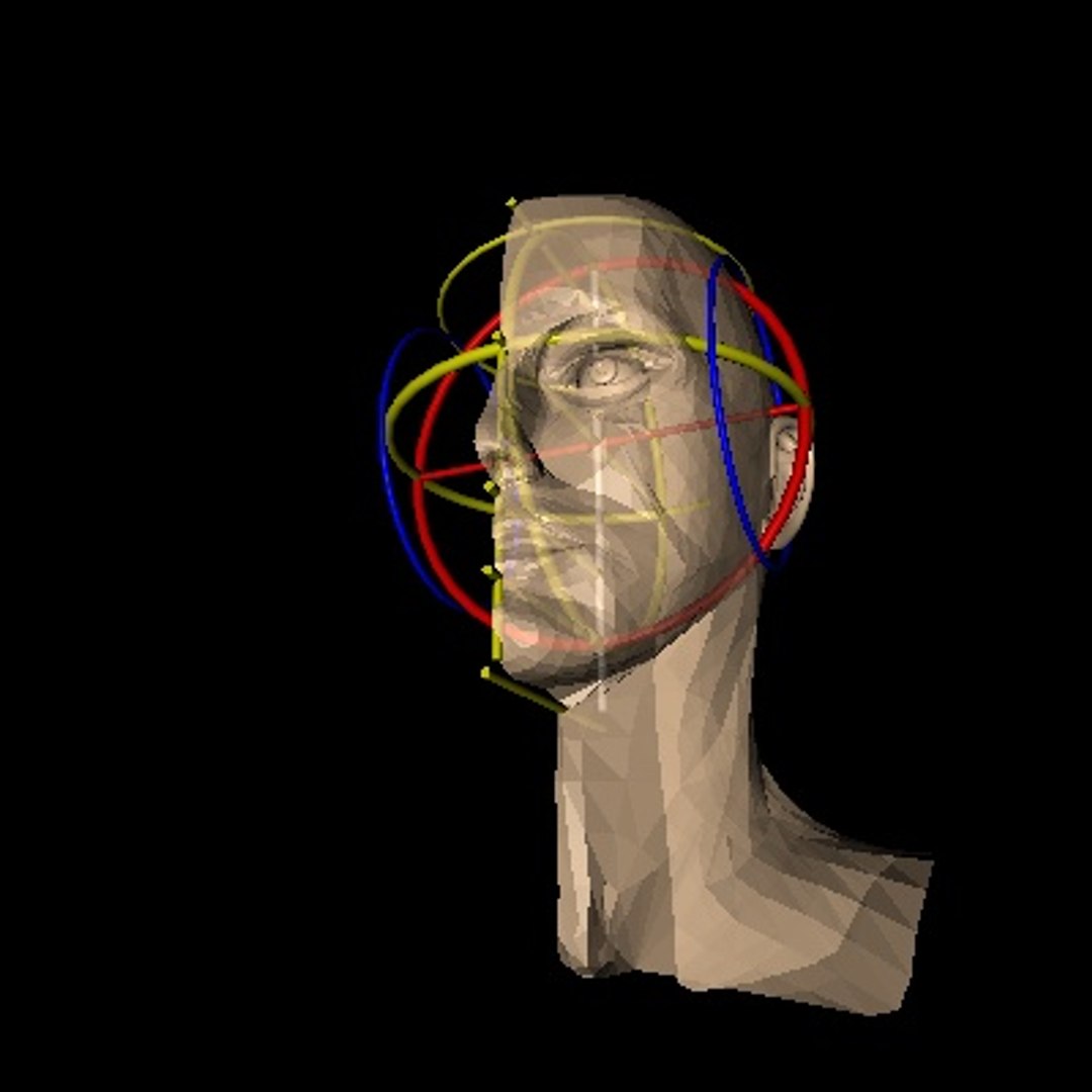 Free C4d Model Head Adult Man