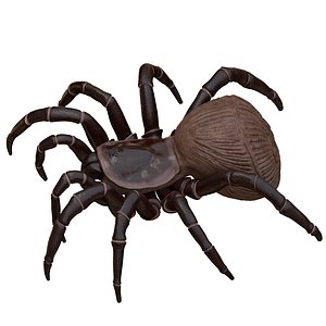 hourglass spider 3D model