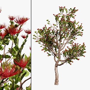 Hawaiian Ohia Lehua Tree