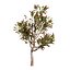 Model 3D hawajskiego drzewa Ohia Lehua