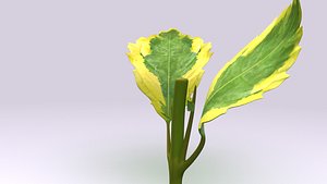 Duranta