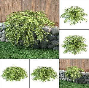 3D model lace shrub stephanandra incisa