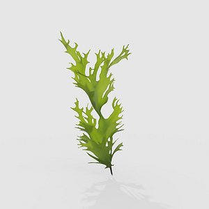 Seaweed V1 3D model