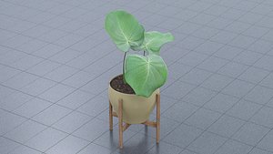 3D model Elephant ear plant