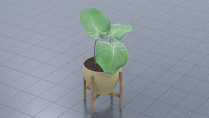Elephant ear plant