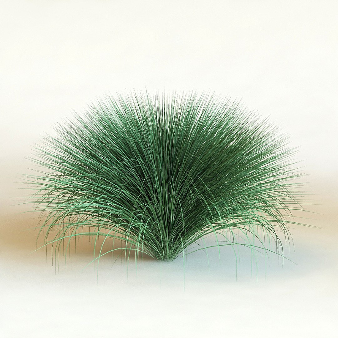 big plants collections 3d max https://p.turbosquid.com/ts-thumb/aT/u6cS9J/BSBxIsjv/festuca_amethystina0/jpg/1223708081/1920x1080/fit_q87/550a7a92107c74bc1c1b0bc49e7fccd60e37d0f7/festuca_amethystina0.jpg