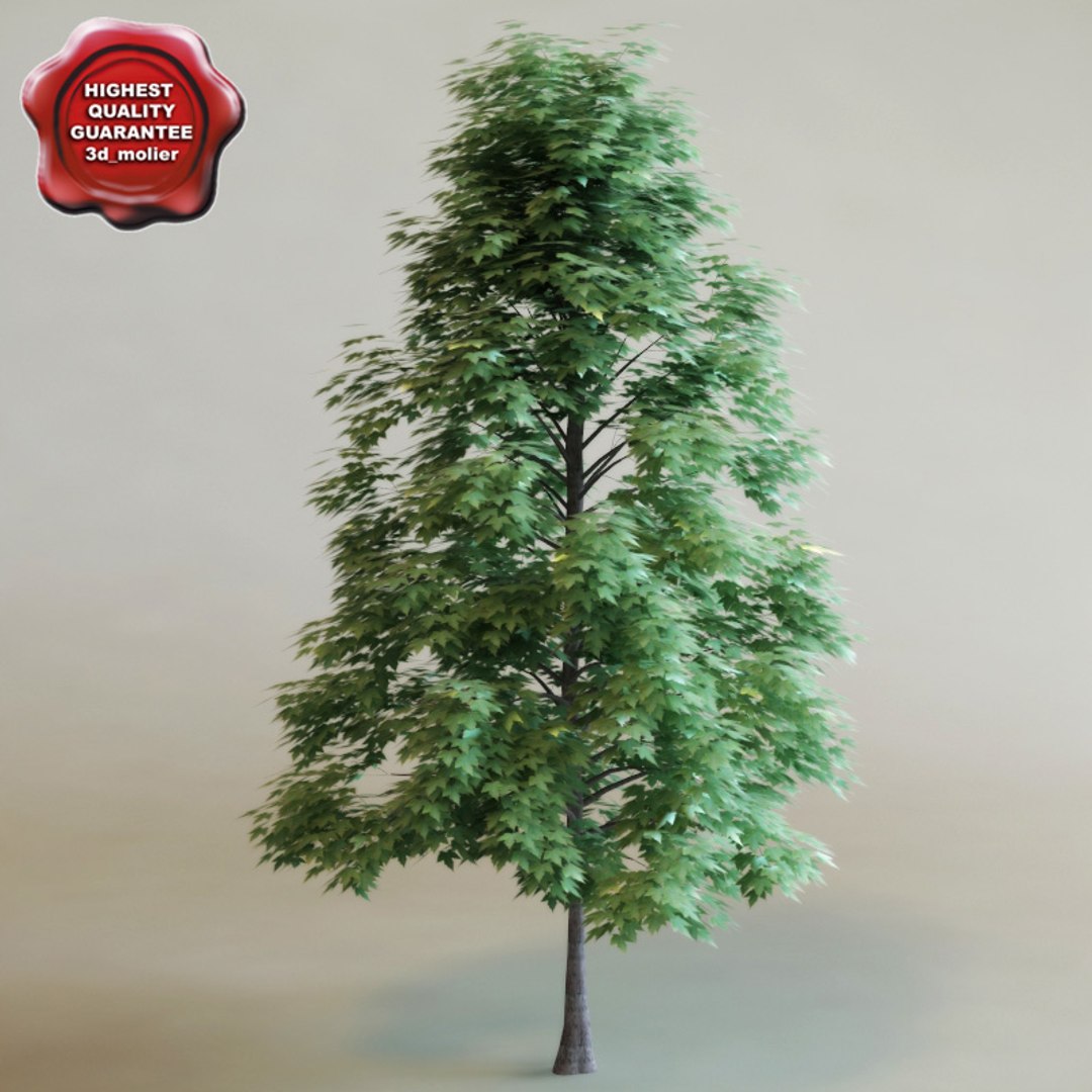 big plants collections 3d max https://p.turbosquid.com/ts-thumb/aT/u6cS9J/EouThvqB/acerxfreemaniicelebration_0/jpg/1223707525/1920x1080/fit_q87/cebf92689d7eadf7dd602e200cc18a18fbb98079/acerxfreemaniicelebration_0.jpg