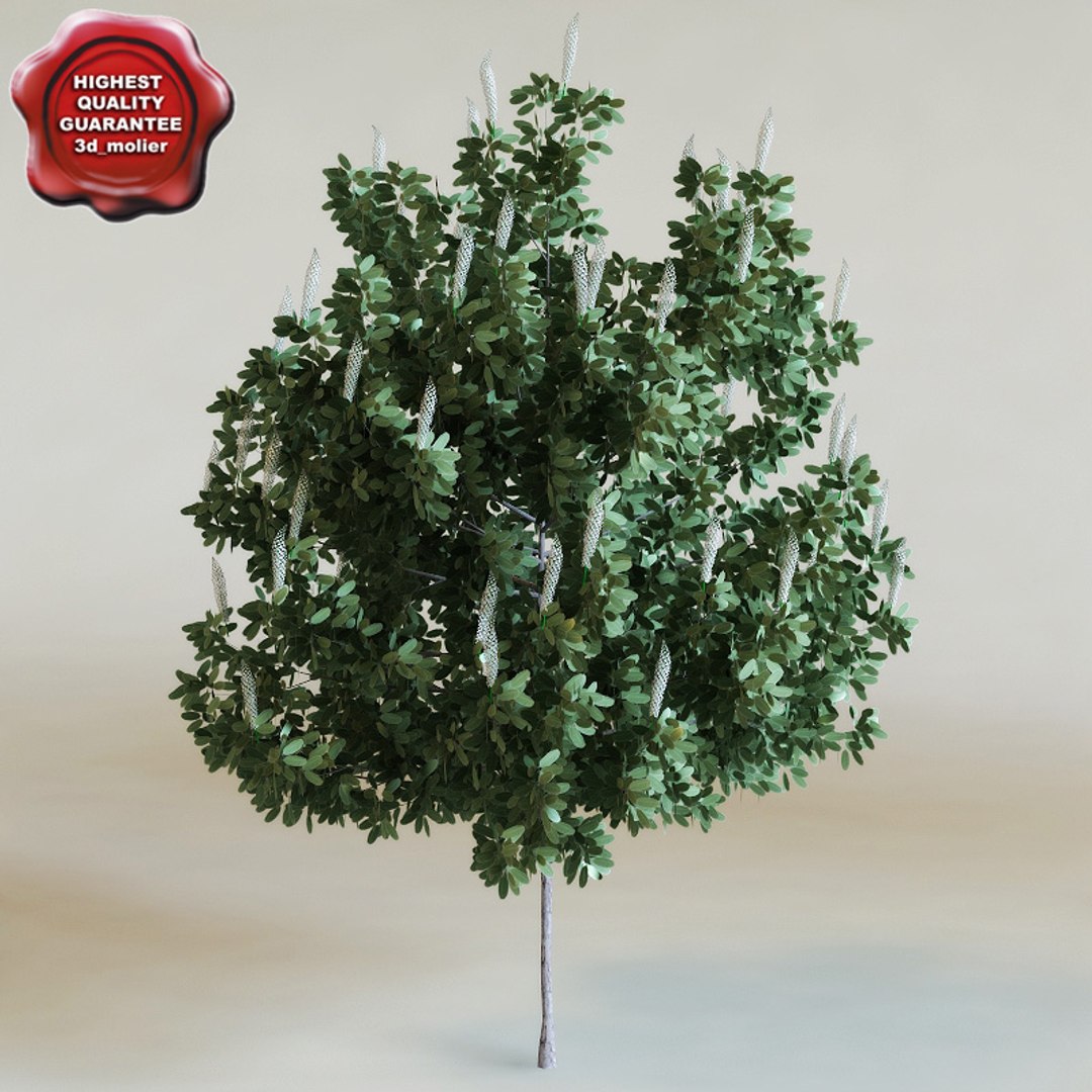 big plants collections 3d max https://p.turbosquid.com/ts-thumb/aT/u6cS9J/MOUWVgfK/maackiaamurensisstarburst_0/jpg/1223709106/1920x1080/fit_q87/096fa15c9e1a35202eb2bce96a2e3aec5a79d5ca/maackiaamurensisstarburst_0.jpg