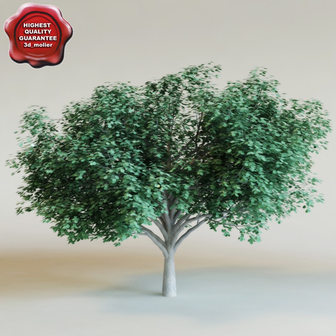 big plants collections 3d max https://p.turbosquid.com/ts-thumb/aT/u6cS9J/Wd88gQYB/cocoloba_diversifolia0000/jpg/1223707890/1920x1080/fit_q87/85c35754508026287100292268fe7bbb8cd78161/cocoloba_diversifolia0000.jpg