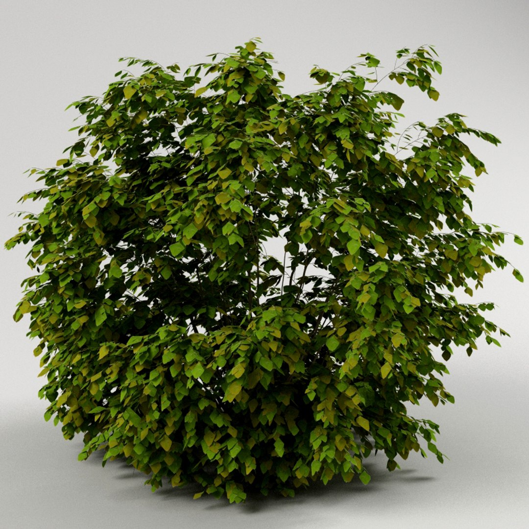 big plants collections 3d max https://p.turbosquid.com/ts-thumb/aT/u6cS9J/bYYdKlv1/bush10002/jpg/1223707579/1920x1080/fit_q87/caa7a8577e8d2f59a32047e6188406f1b87f10a8/bush10002.jpg