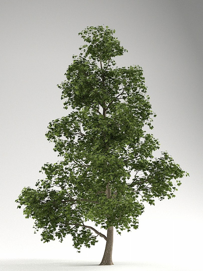 big plants collections 3d max https://p.turbosquid.com/ts-thumb/aT/u6cS9J/dVOTtPol/maple2/jpg/1223709109/1920x1080/fit_q87/cf1da6b478521d1822dd51d5390e9e9971e65e93/maple2.jpg