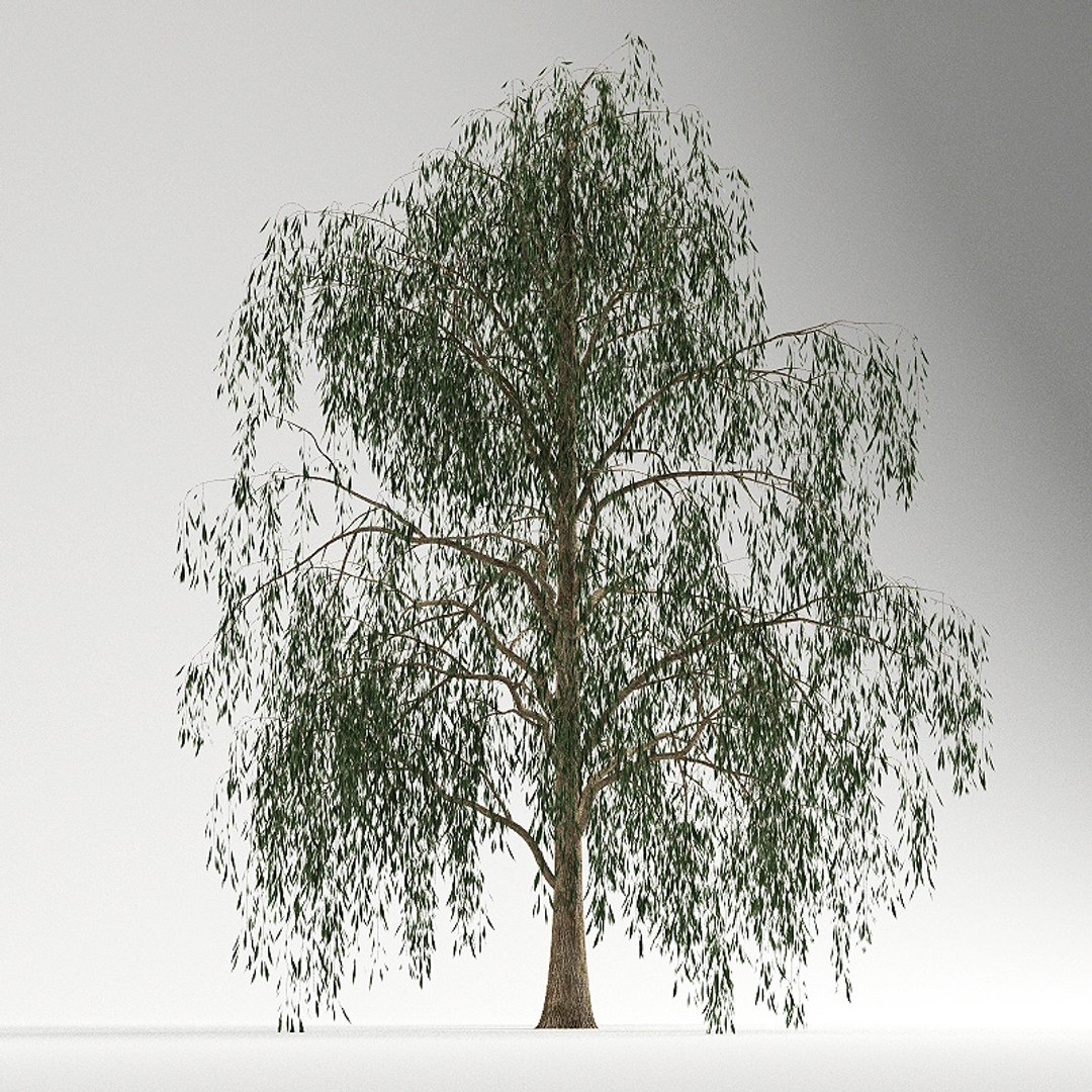 big plants collections 3d max https://p.turbosquid.com/ts-thumb/aT/u6cS9J/gPMjANkJ/willow_2/jpg/1223709889/1920x1080/fit_q87/af2c70322a95bb07ce9e2d20a418a65316f45593/willow_2.jpg