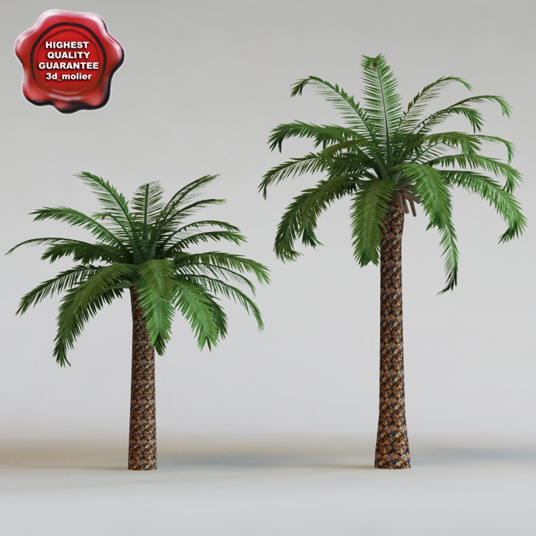 big plants collections 3d max https://p.turbosquid.com/ts-thumb/aT/u6cS9J/gscYFEMH/phoenixsylvestris_0/jpg/1223709583/1920x1080/fit_q87/ee1e5257e73b149a8da2768dc48877afe777442a/phoenixsylvestris_0.jpg