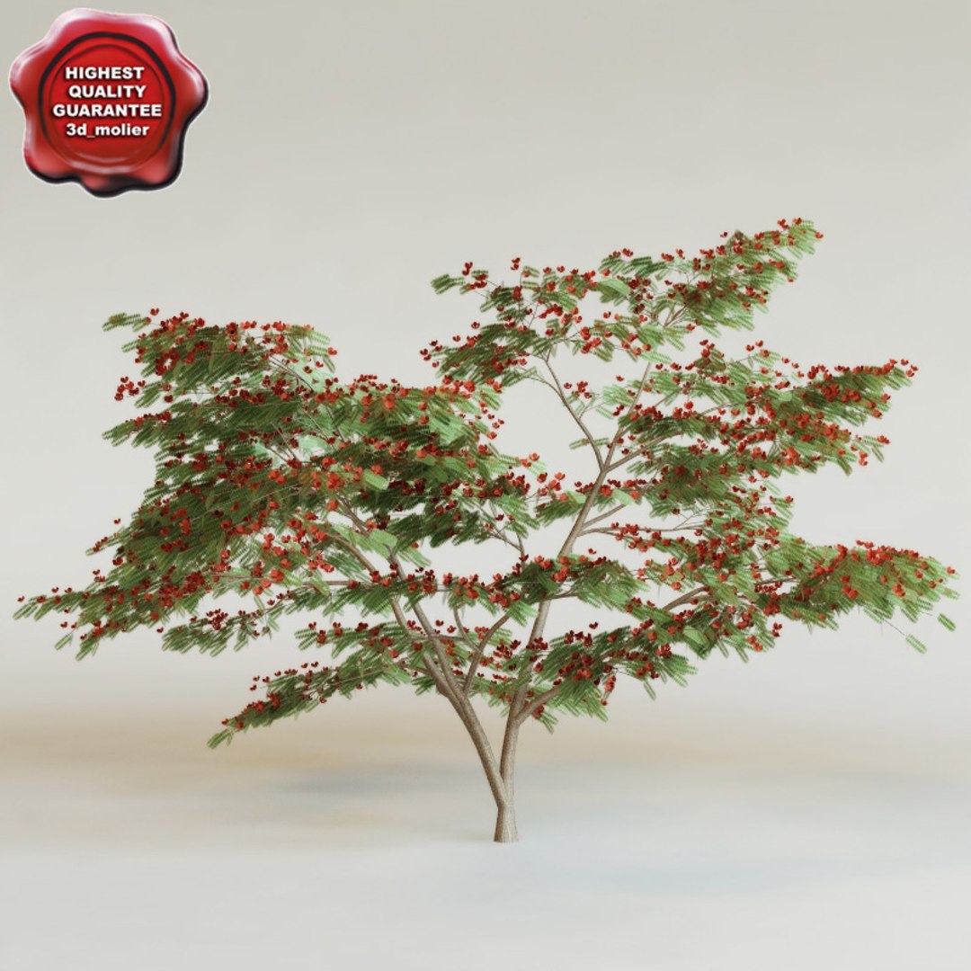 big plants collections 3d max https://p.turbosquid.com/ts-thumb/aT/u6cS9J/hzuUQvNf/delonix_regia0000/jpg/1223708071/1920x1080/fit_q87/b4d3fc49d69d6be491d406282d28f3ba7e434d7a/delonix_regia0000.jpg