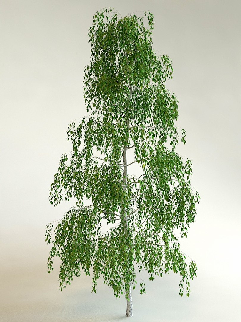 big plants collections 3d max https://p.turbosquid.com/ts-thumb/aT/u6cS9J/jvk2CUnJ/birch_tree2/jpg/1223707542/1920x1080/fit_q87/82239deda8eda1ec9ae2e15e13a18fc53f14f8f6/birch_tree2.jpg