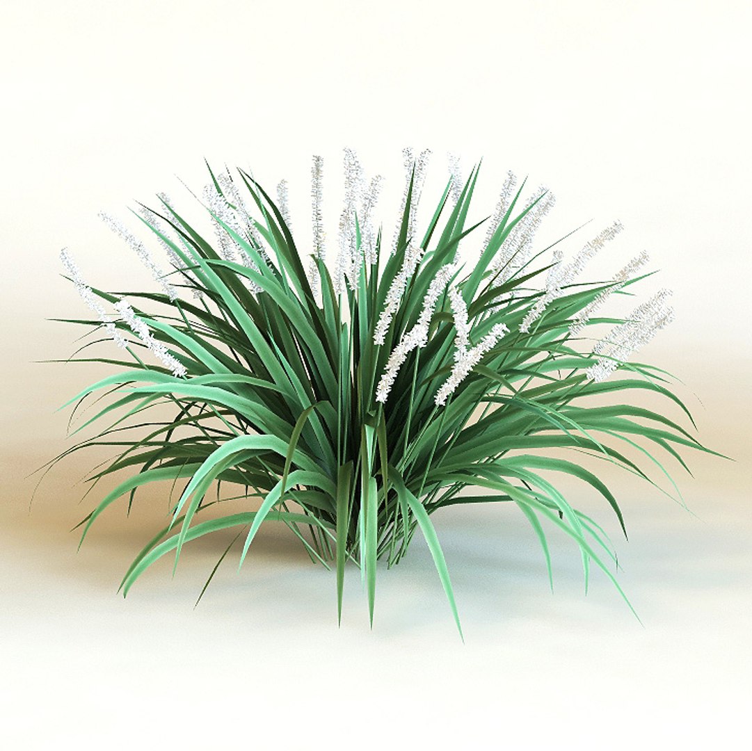 big plants collections 3d max https://p.turbosquid.com/ts-thumb/aT/u6cS9J/lFYaCtcK/liriopemuscarimonroewhite0000/jpg/1223709103/1920x1080/fit_q87/03a3d8c7b672e3bea044abcff1705a21304fd0da/liriopemuscarimonroewhite0000.jpg