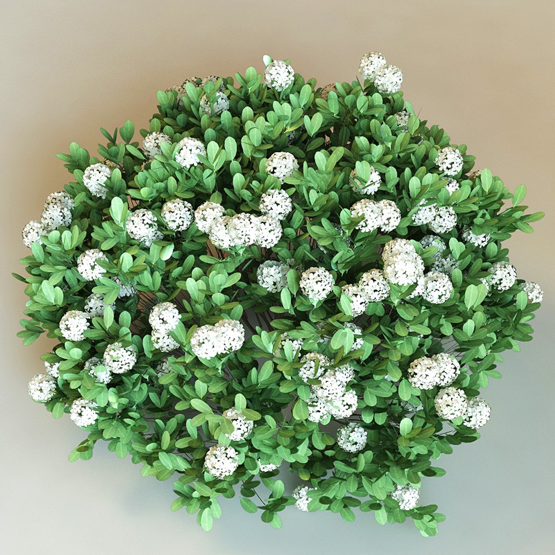 big plants collections 3d max https://p.turbosquid.com/ts-thumb/aT/u6cS9J/ngDeufSf/raphiolepis_indica/jpg/1223709721/1920x1080/fit_q87/5aba7aa48f9b5c63d69046cbf719fc7066ff5436/raphiolepis_indica.jpg