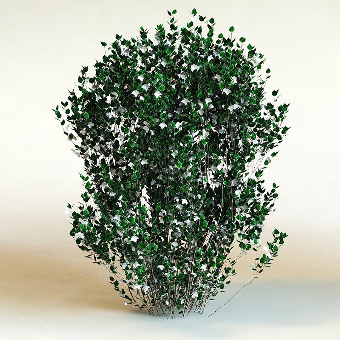 big plants collections 3d max https://p.turbosquid.com/ts-thumb/aT/u6cS9J/v43TT8C4/philadelphusxvirginalisnatchez0/jpg/1223709577/1920x1080/fit_q87/6bbae250a1fb7124dbc18abb134ee4c1391f81a4/philadelphusxvirginalisnatchez0.jpg